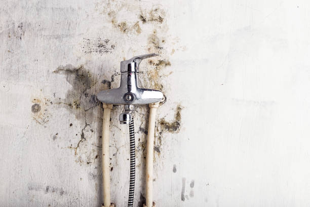 Best White Mold Remediation in North Hartsville, SC