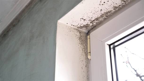 Best Emergency Mold Remediation in North Hartsville, SC