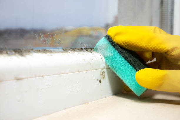 North Hartsville, SC Mold Remediation Company